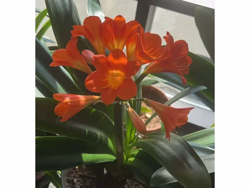 Sun Chinese massage